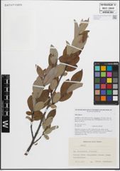 Foto von Salix glauca L.